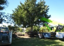 Kwikfynd Tree Management Services
mountstanley